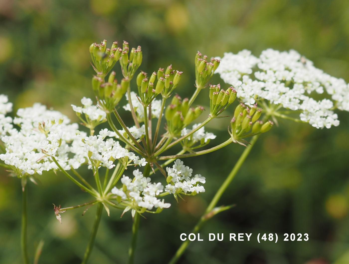 Pignut, Great fruit